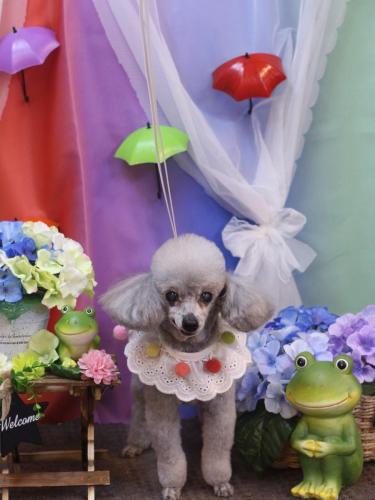 20230616サージュちゃん